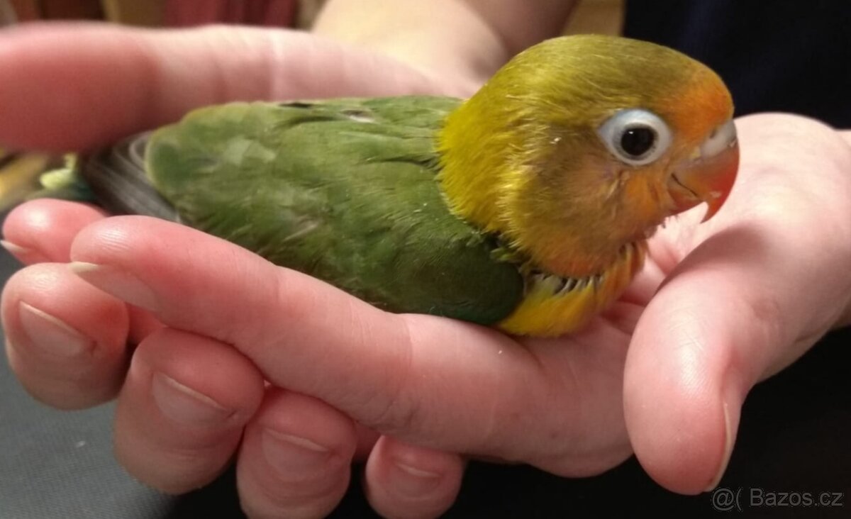 Agapornis ručně dokrmený - 3