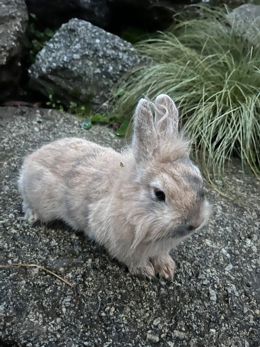 Zakrslý králík - Teddy 🐇 holčička ❤️ - 3