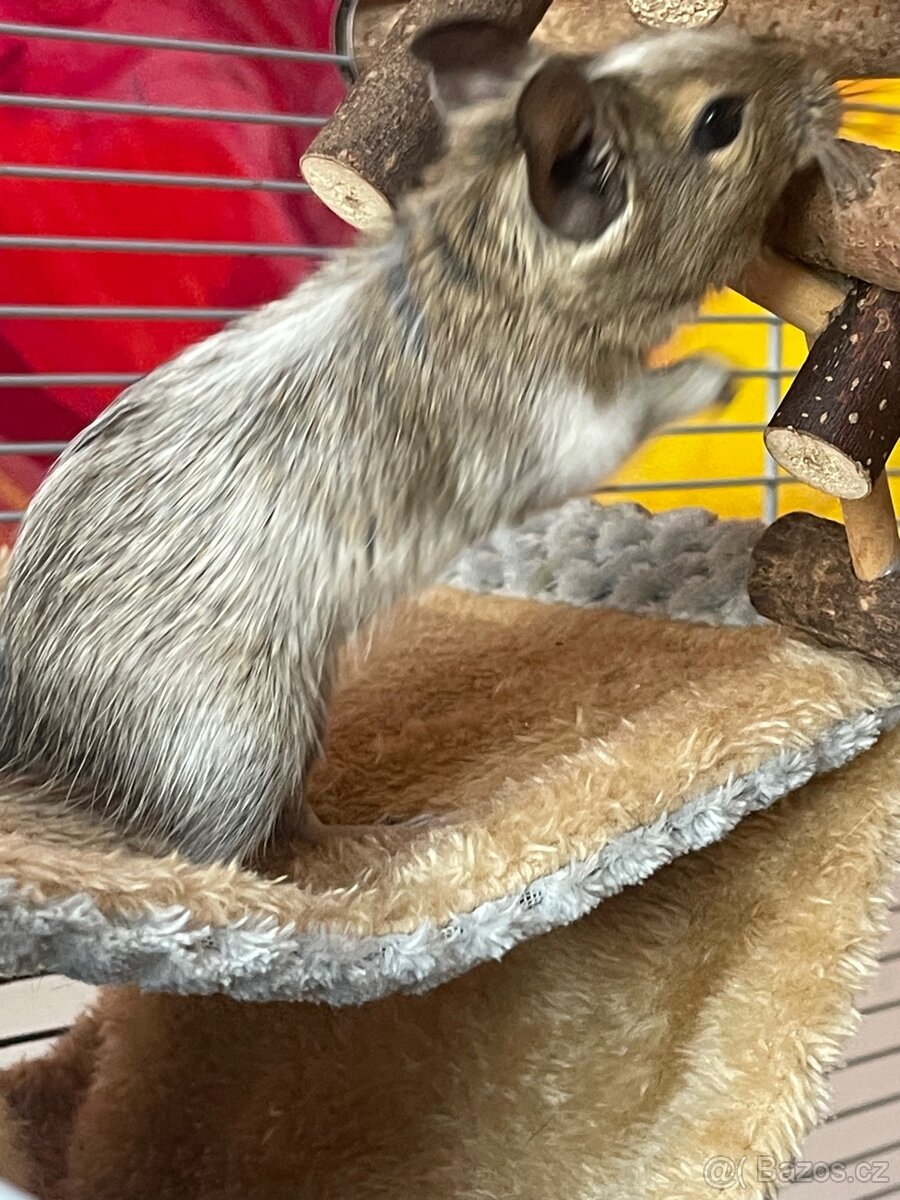 Velká vybavená klec pro osmáky degu - 3