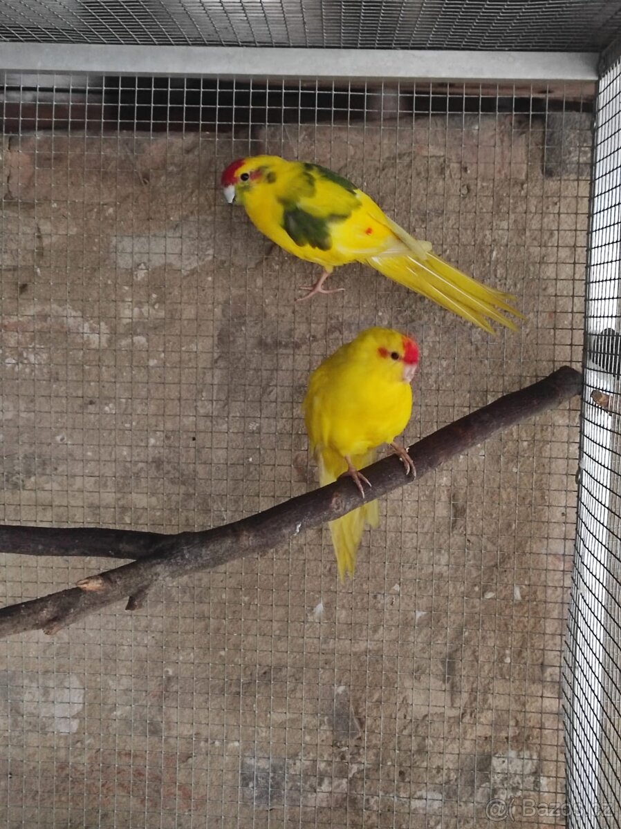 Kakariki Rudočely pár - 3