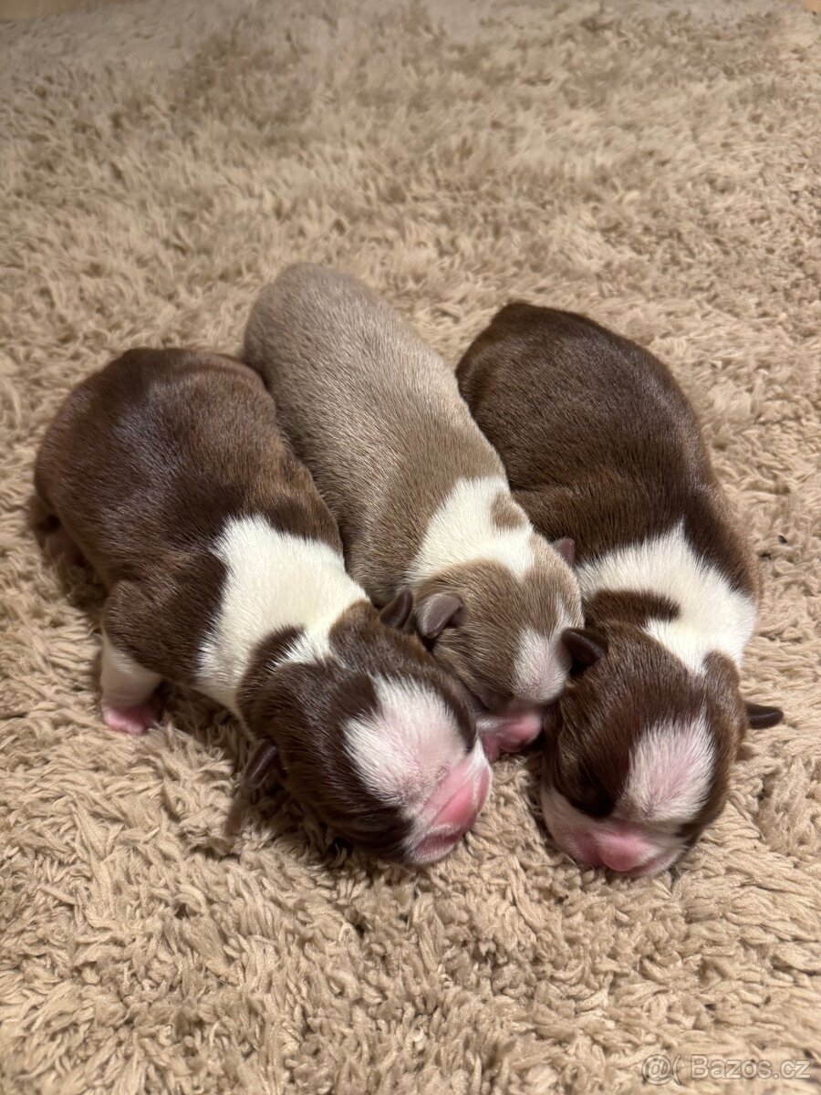 Bostonský teriér s PP - 3