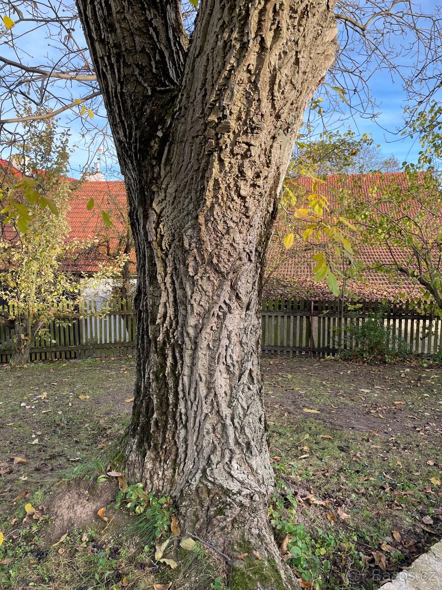 Ořechové dřevo - 3