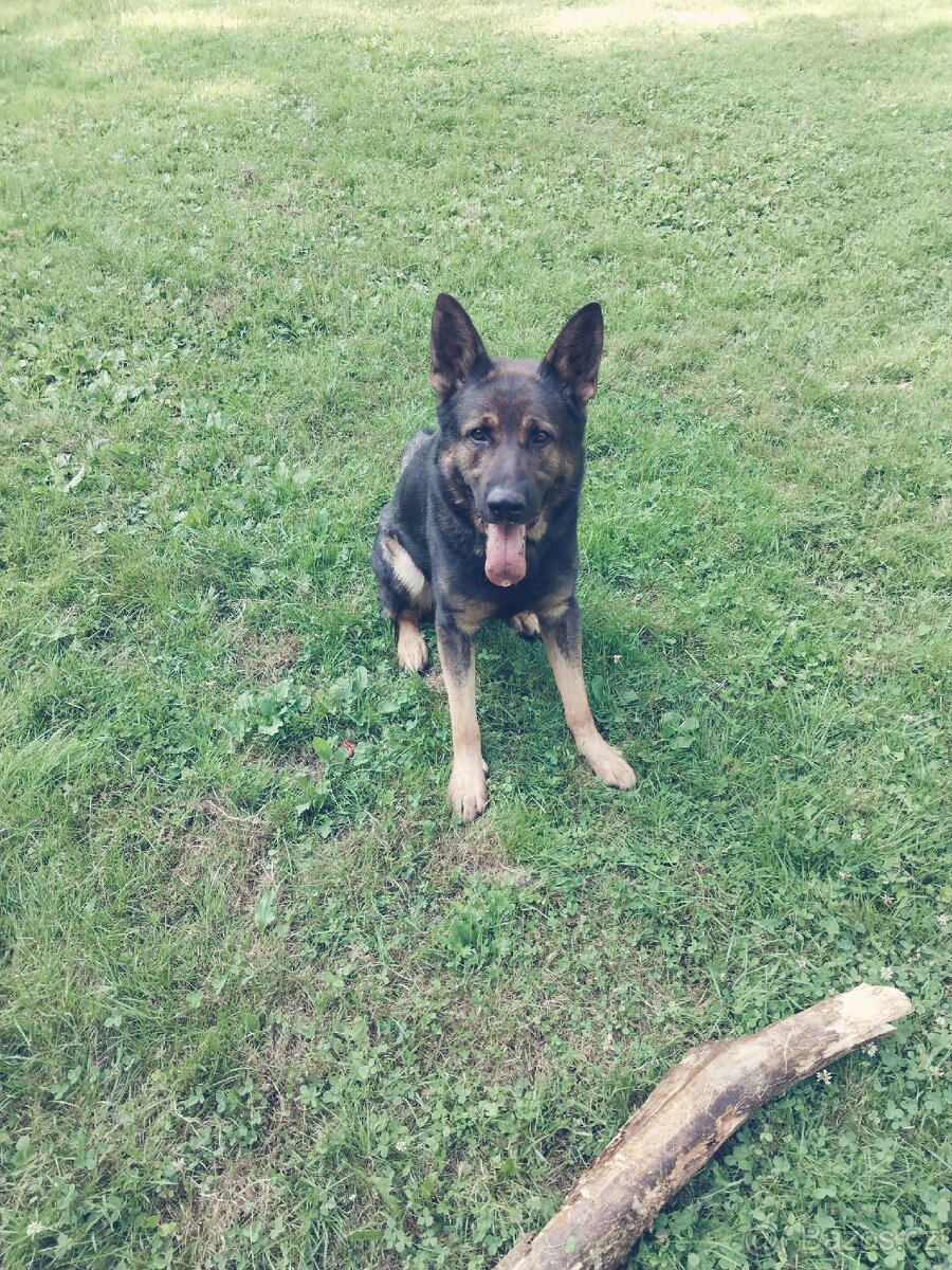 Německý ovčák ke krytí - 3