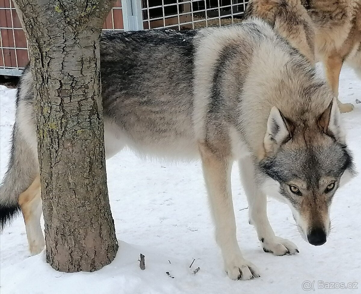 Československý vlčák s PP - 3