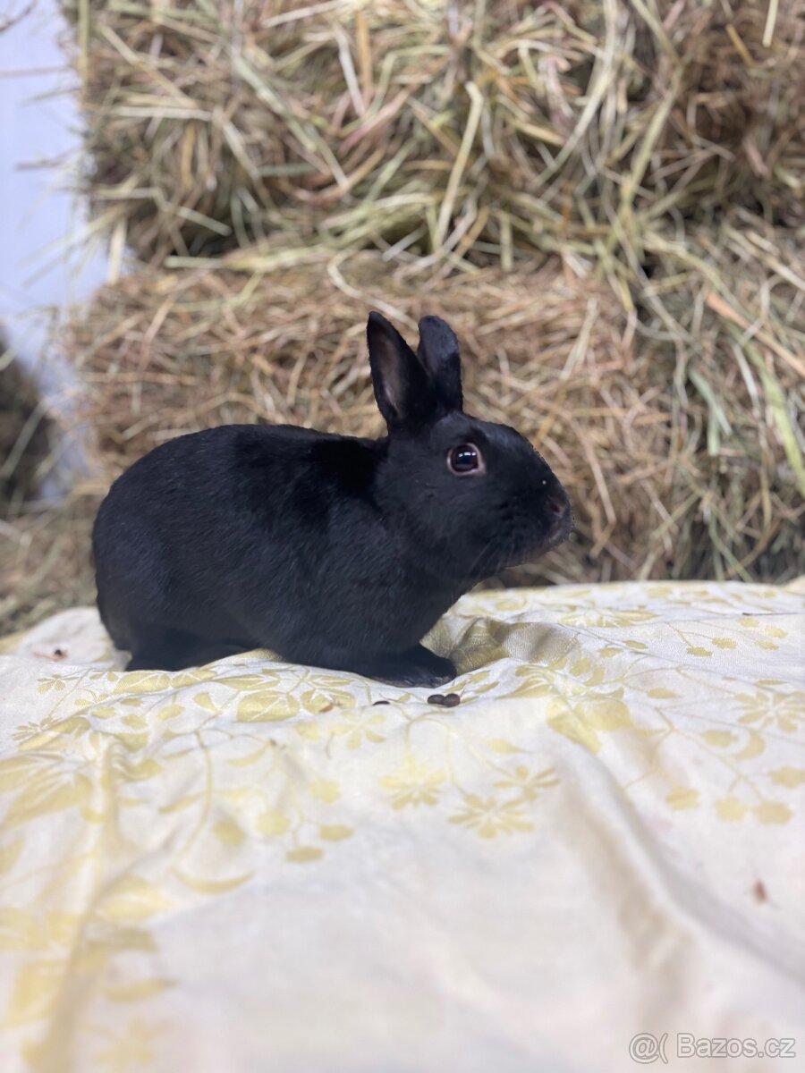 Zakrslý králík s pp - Jafar - 3