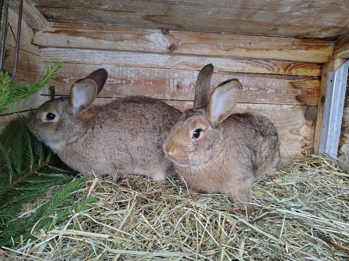 Králík - samice - 3