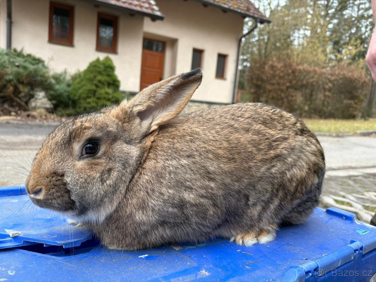 Králíci VŠ - 3