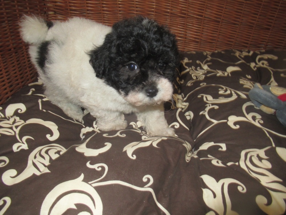 Boloňský psík ruská barevná boloňka - 3