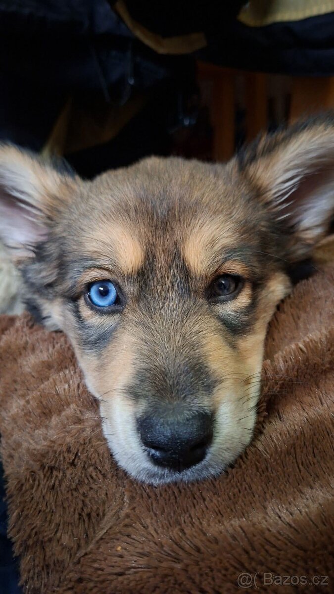 Štěně křiženec Husky a Alabaj - 3