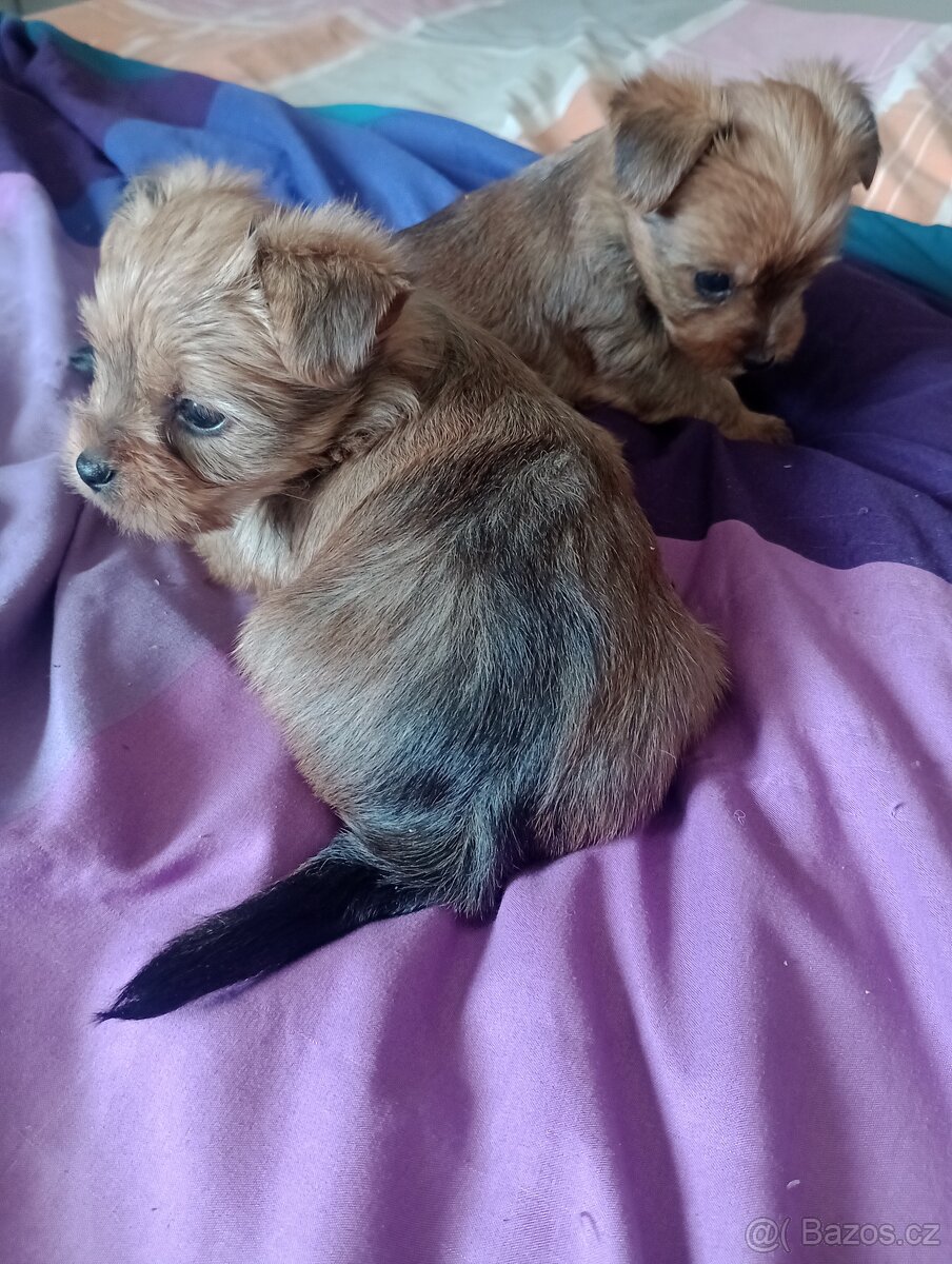 Jorkšírský teriér - 3