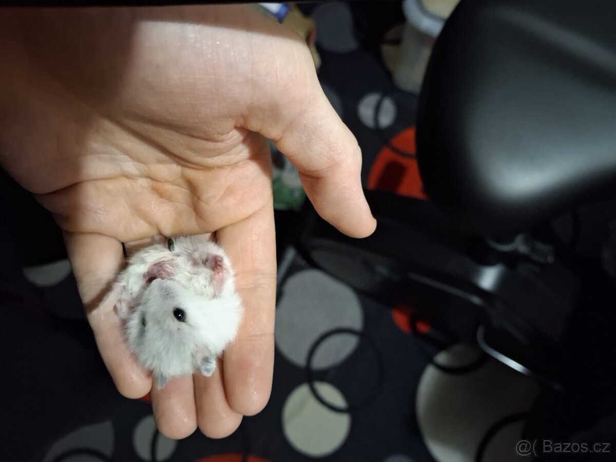 Křeček džungarsky - 3