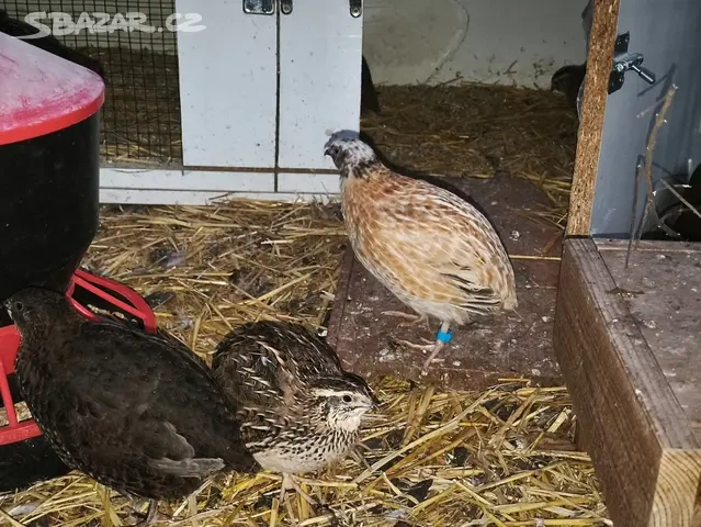 Kohoutci křepelky - 3