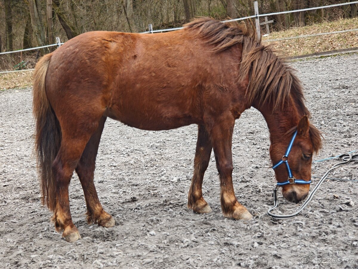 Pony klisna Welsh part bred s PP - 3