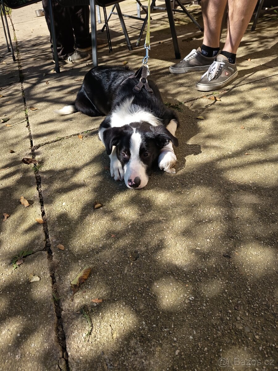 Prodám štěně border kolie - 3