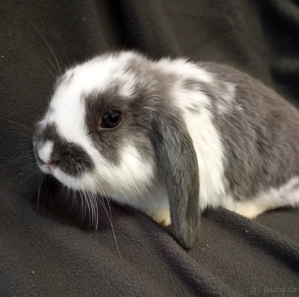 Zakrslý beránek králíček - 3