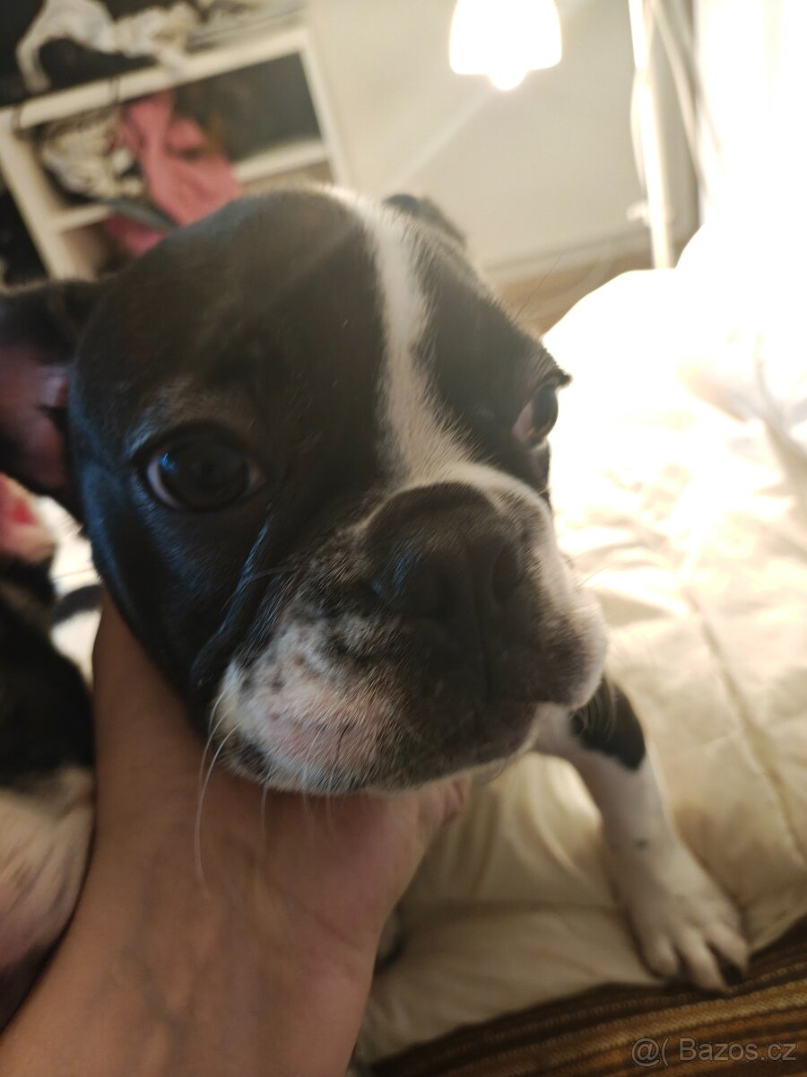 francouzky buldocek stenata - 3