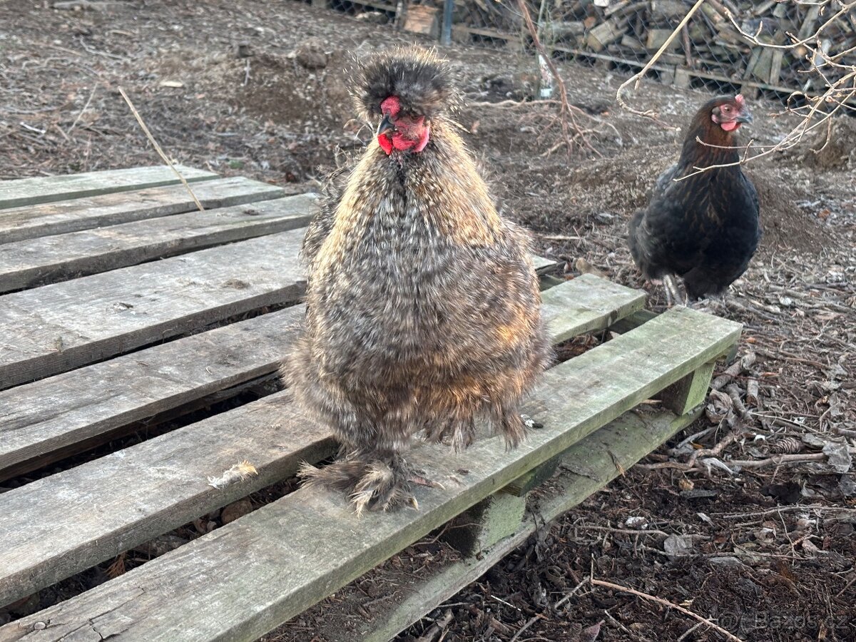 Daruji hedvabnicky velke - kohouti - 3