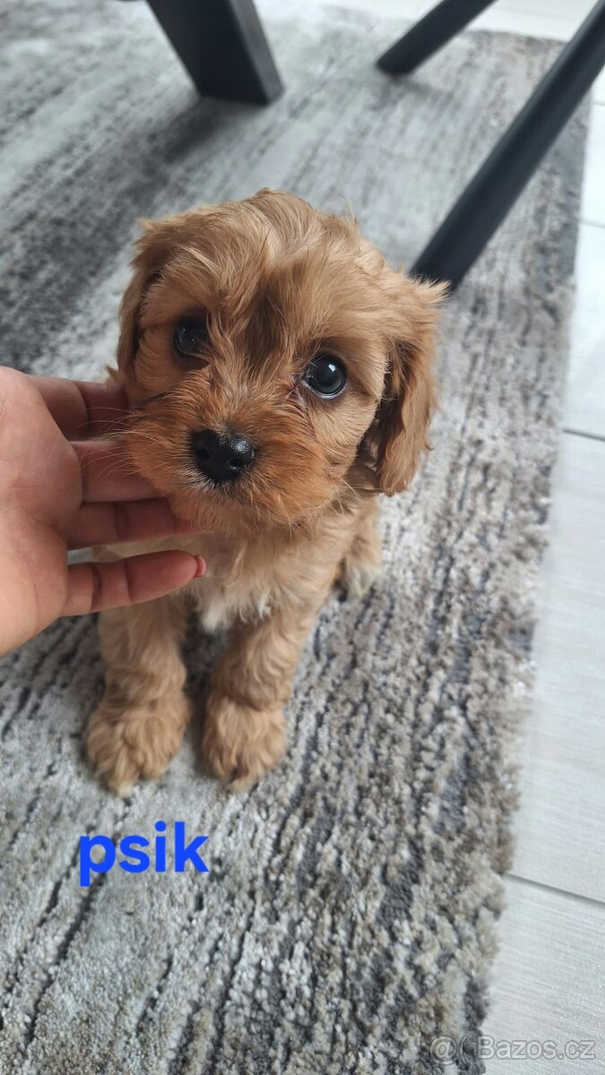 Cavapoo - 3