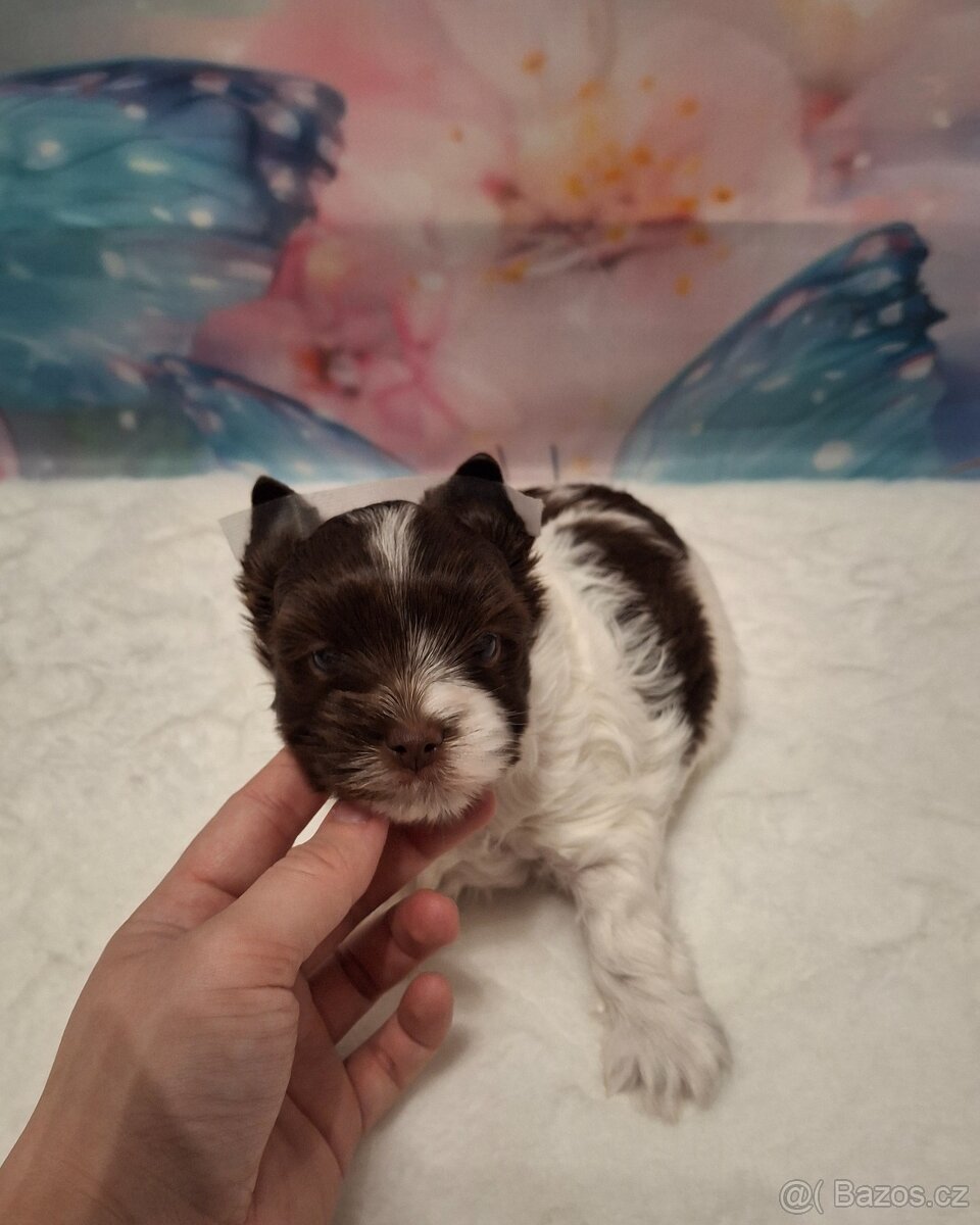 Jorkšírský teriér - biro, biewer - 3