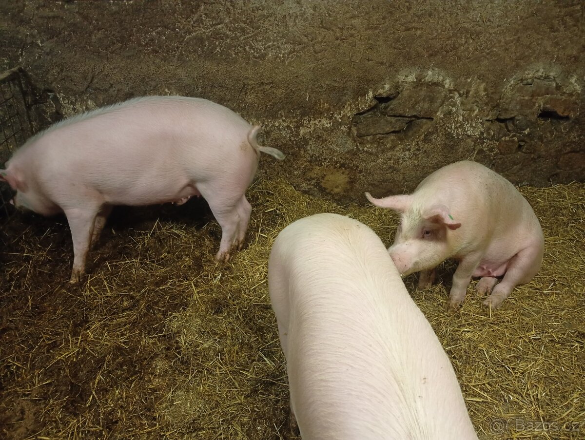 Prase na zabití - 3