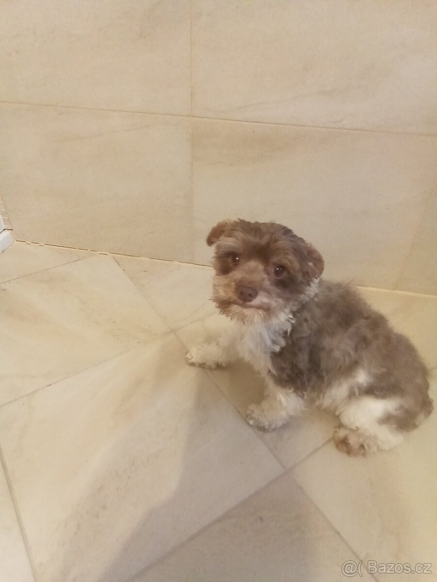 Jorkšírský teriér štěně - 3