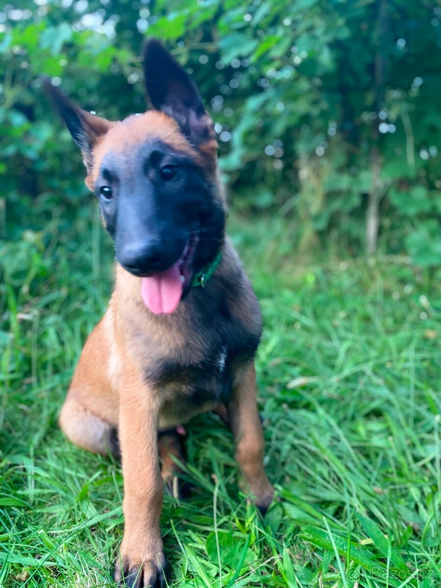 Belgický ovčák malinois - 3