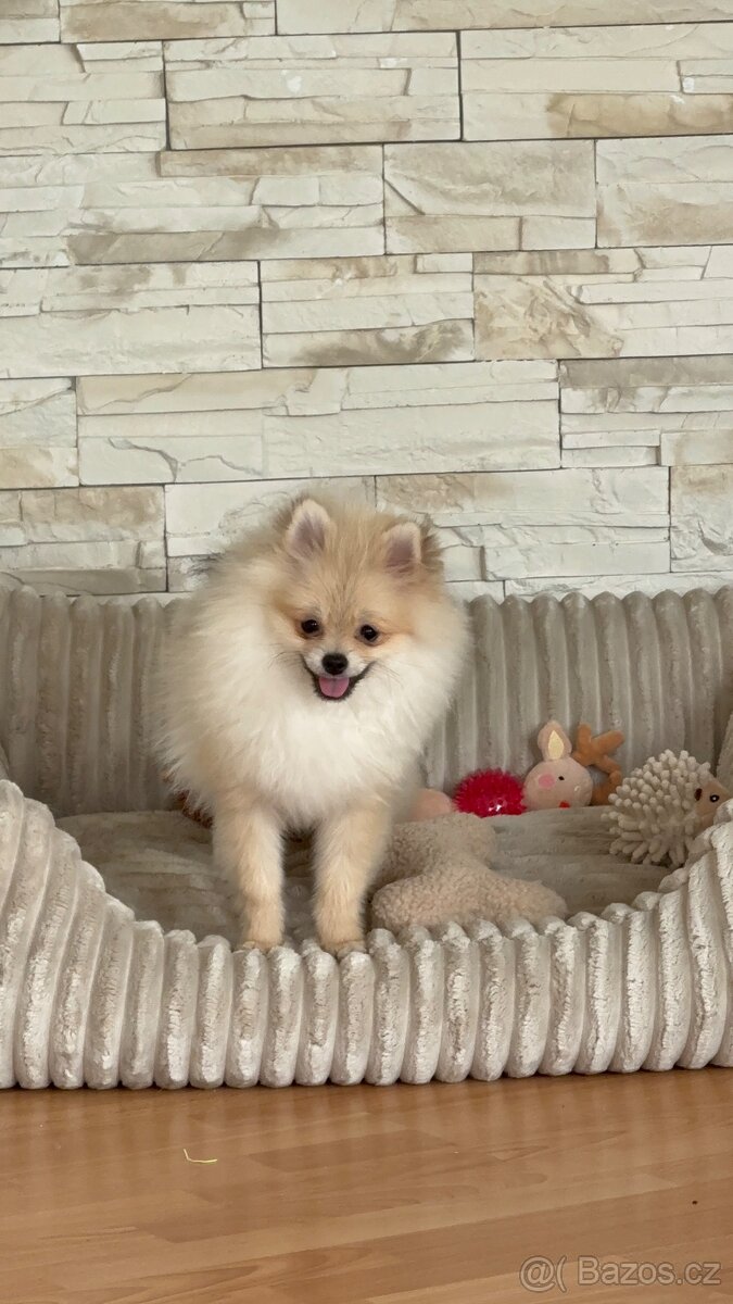 Pomeranian štěně s PP - 3