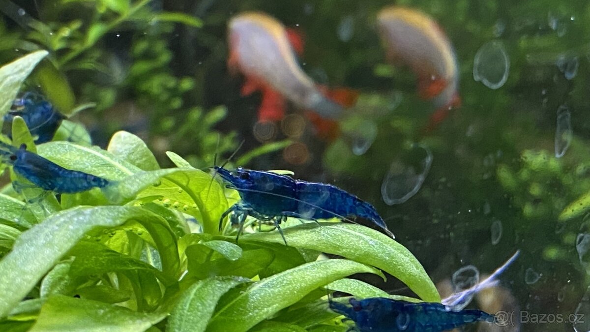 Krevetky Blue dream (Neocaridina davidi)NOVINKA-zasíláme - 3