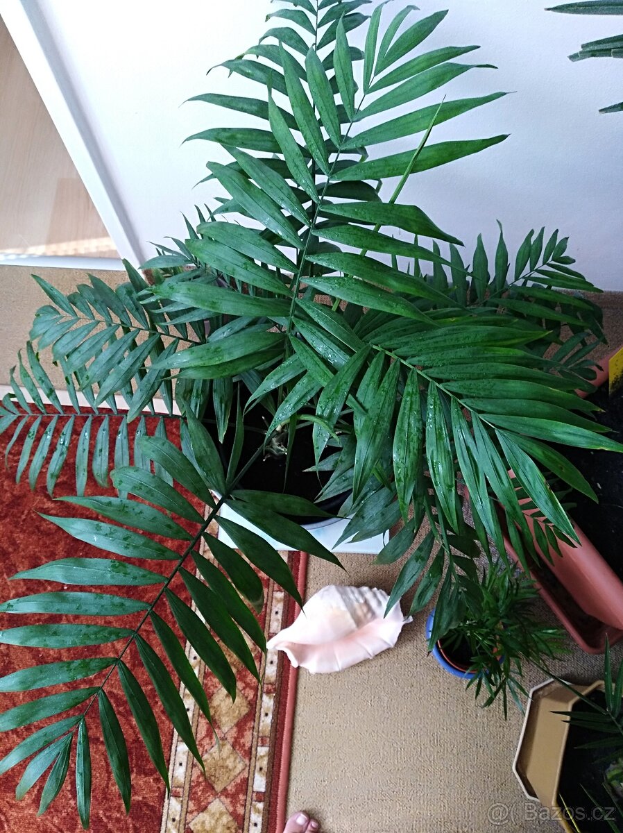 PALMA HORSKÁ II - Chamaedorea elegans - 3