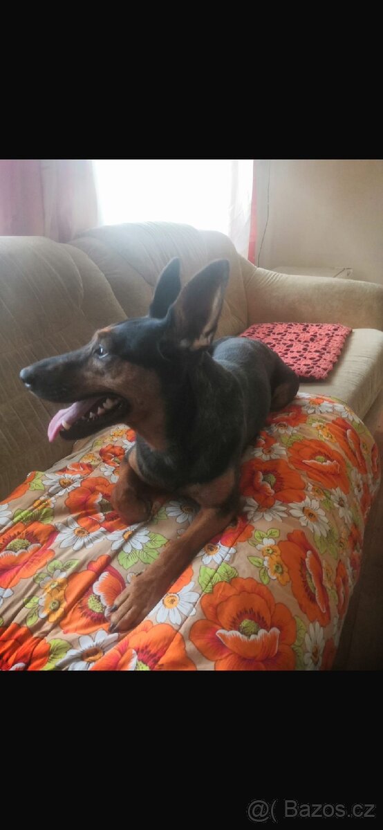 Fenečka kříženec jezevčíka - 3