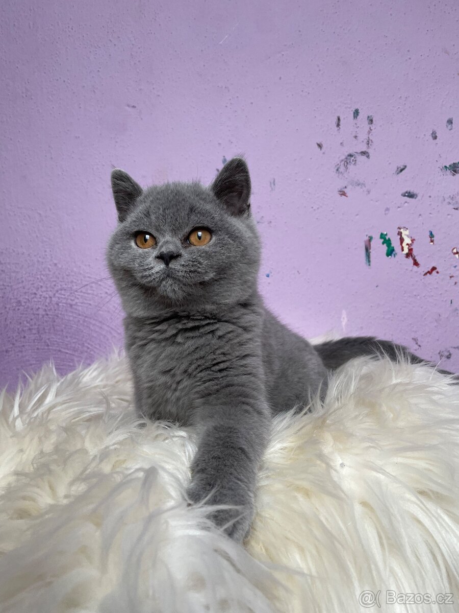 Britská modrá krátkosrstá s pp - 3