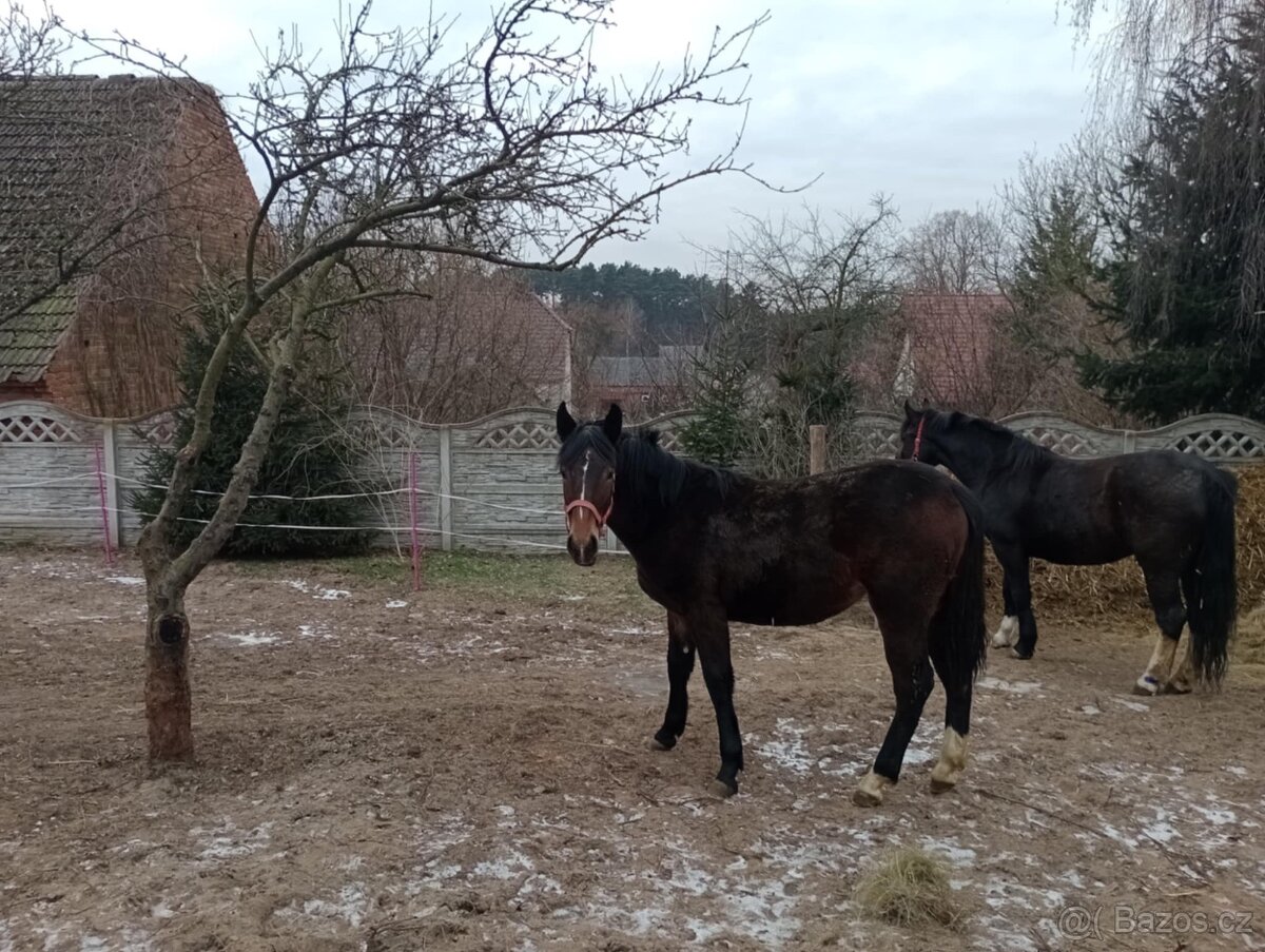 Šlonská klisna - 3