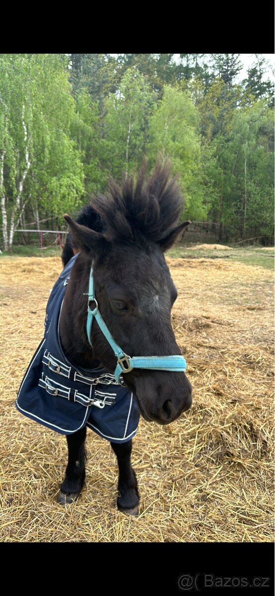 Pony společník - 3