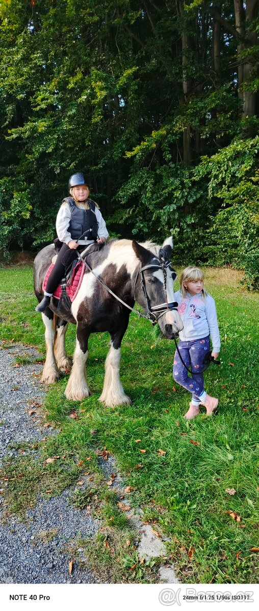 Irský cob + Shetland - 3