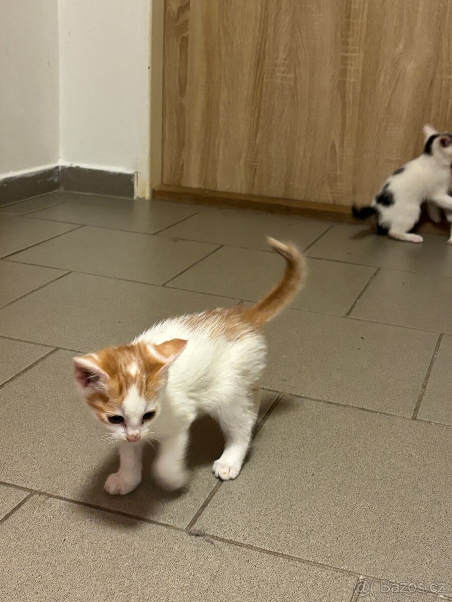 Daruji koťata - 3
