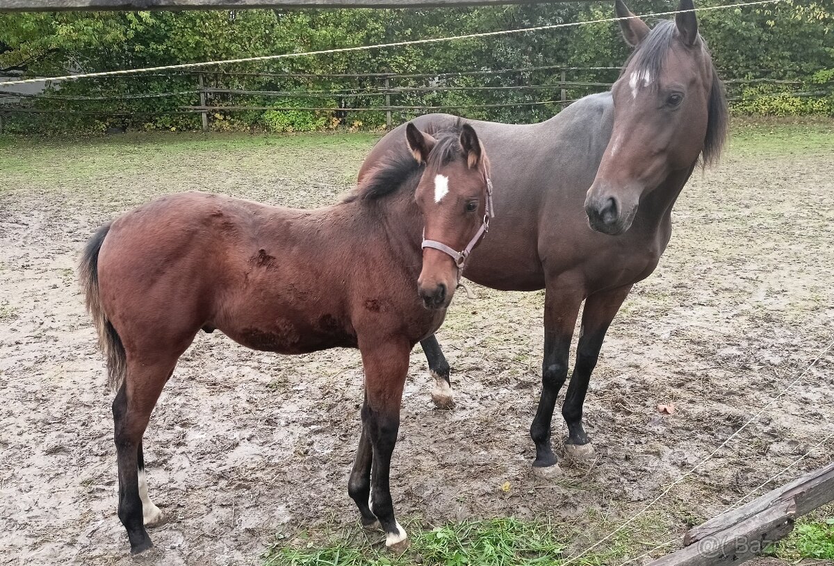 odstávče hřebeček 6 měsíců - 3