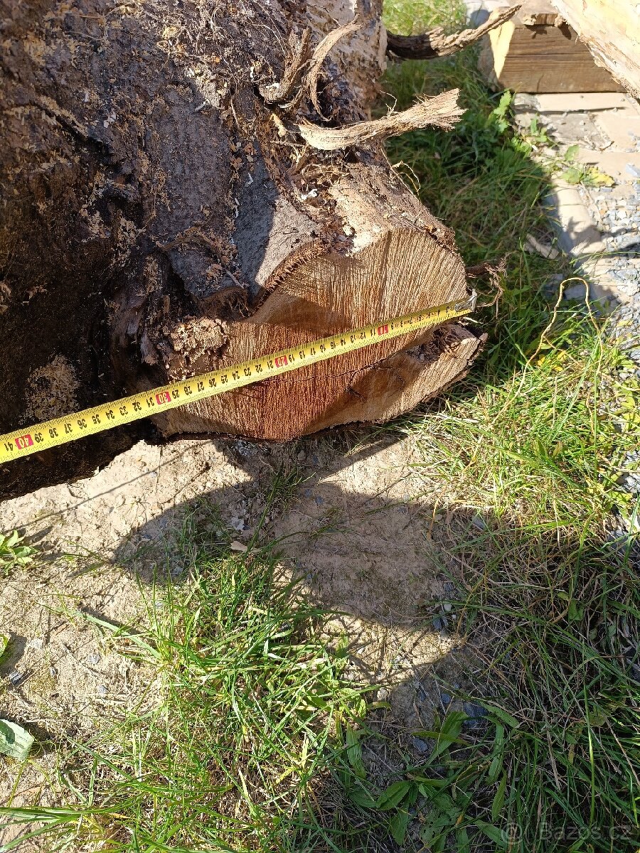 Prodám kmen čas kořene ořechů - 3