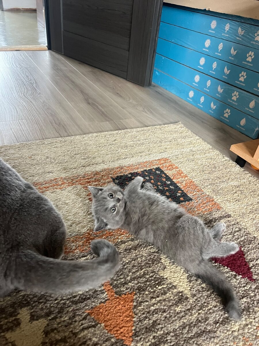 Britské kotatka - 3