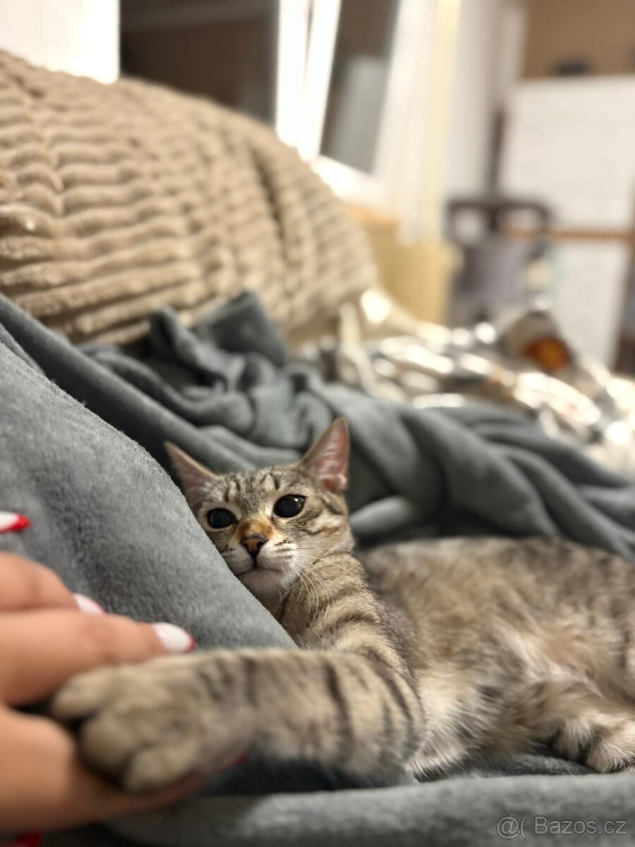 Daruji divokou kočku do dobrých rukou - 3