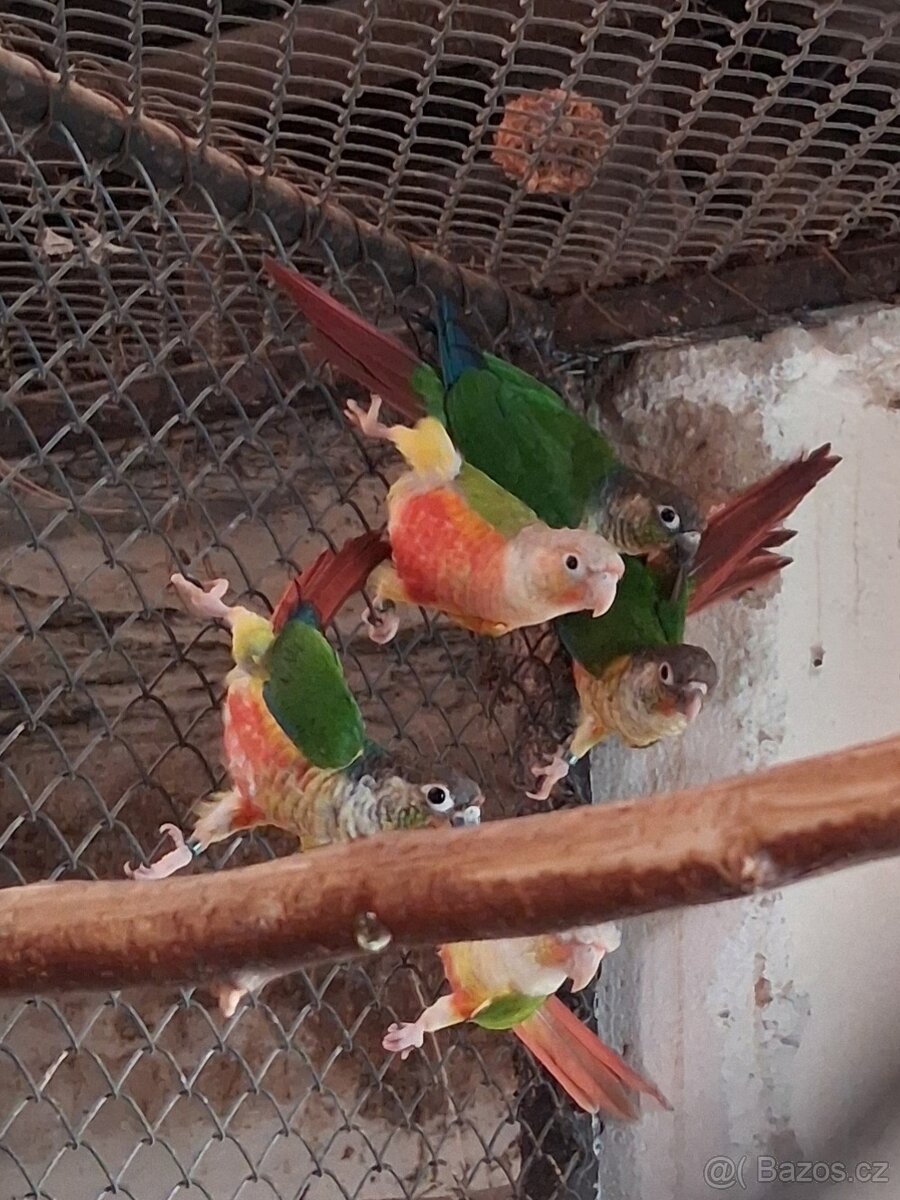 pyrura zelenolící - 3