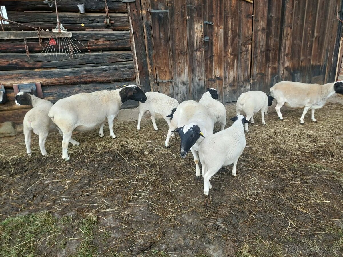 Dorper beránci - 3