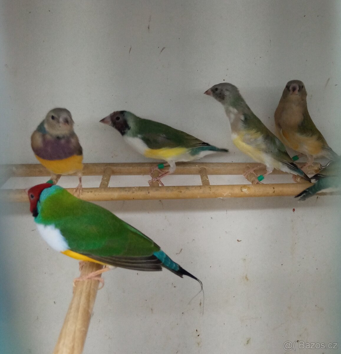 Amadina gouldova - 3