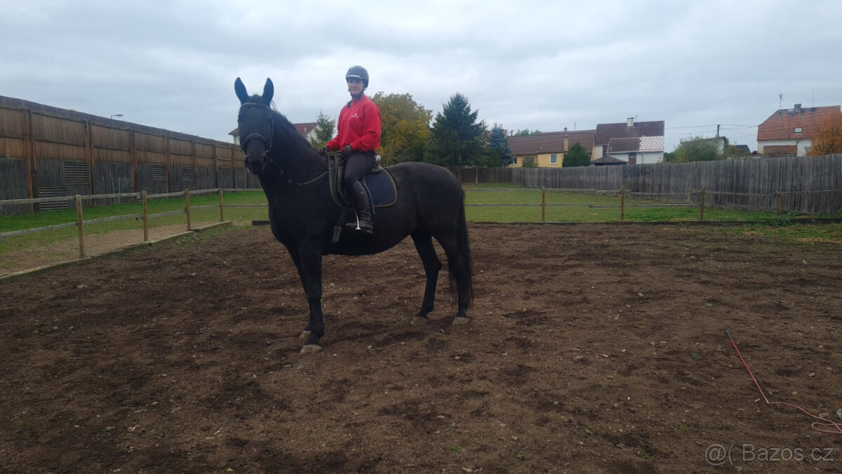 Kladrubský kůň - klisna stáří 11 let - 3