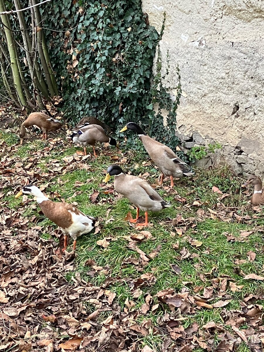 Indičtí běžci - 3