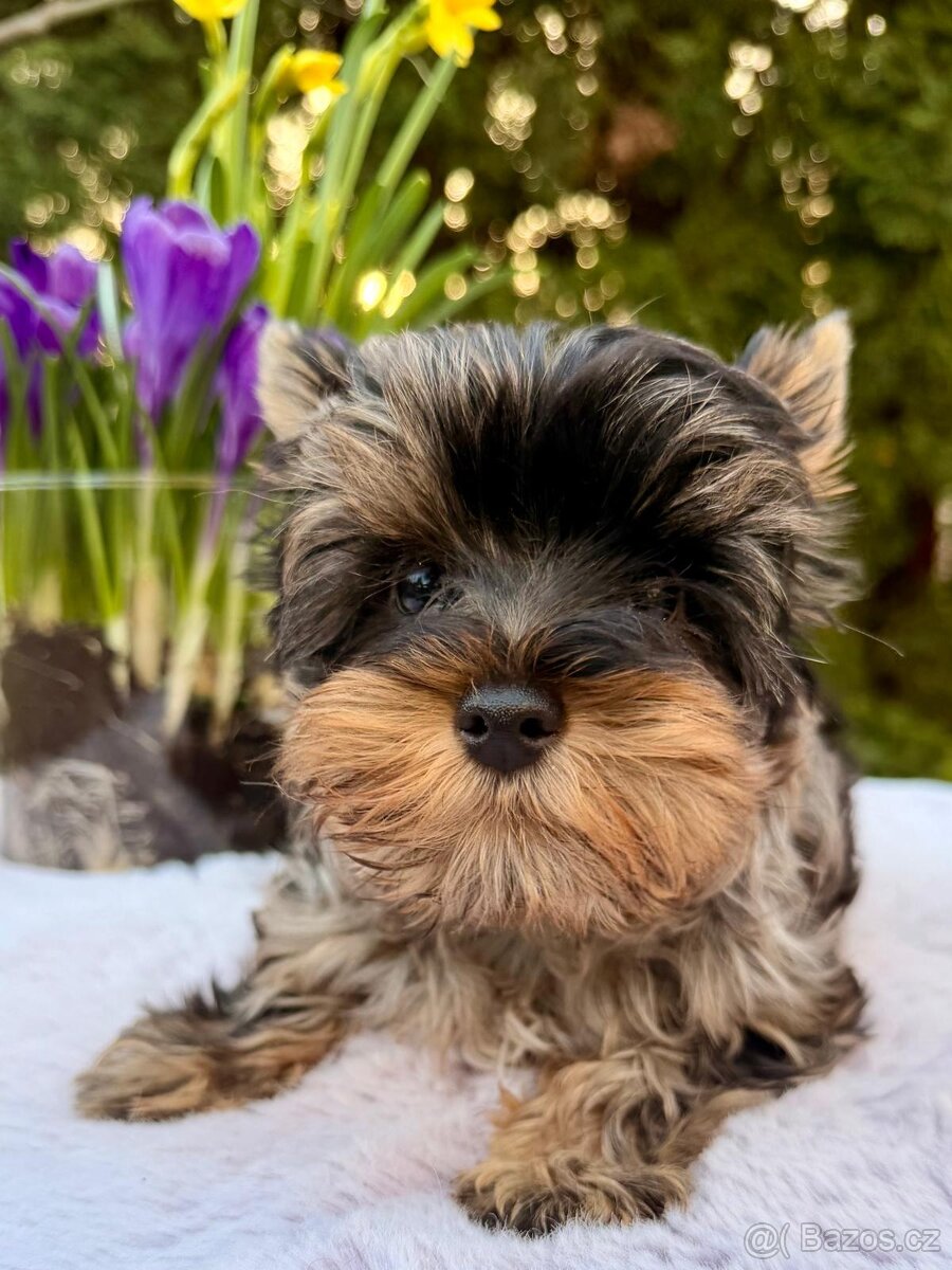 Jorkširský teriér - 3