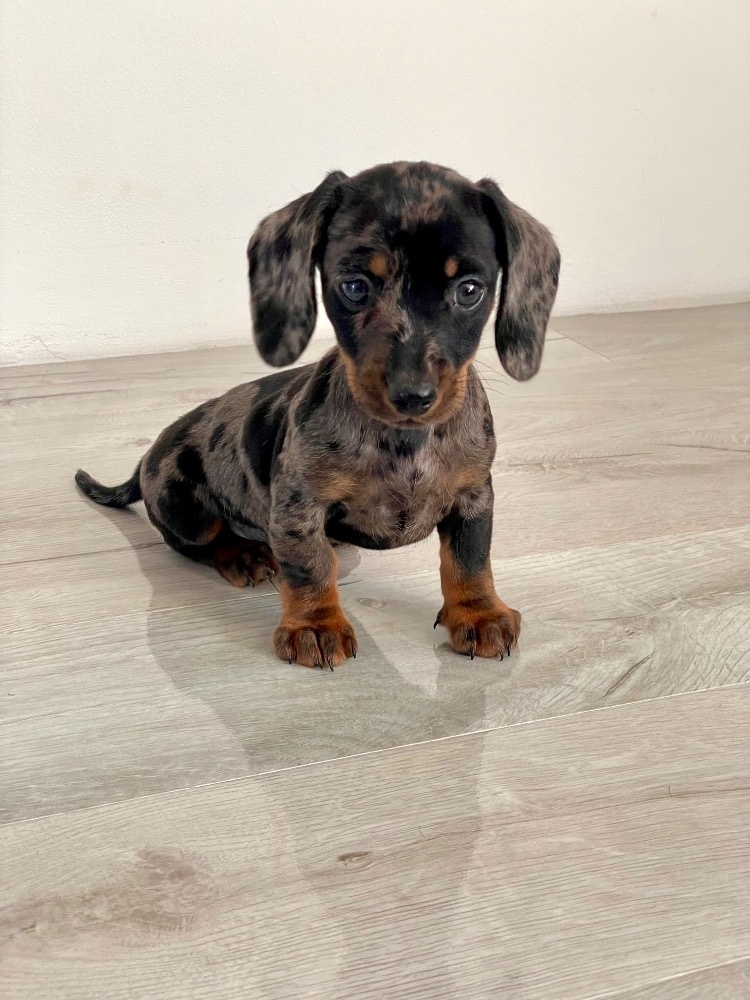 Jezevčík trpasličí hladkosrstý merle - 3