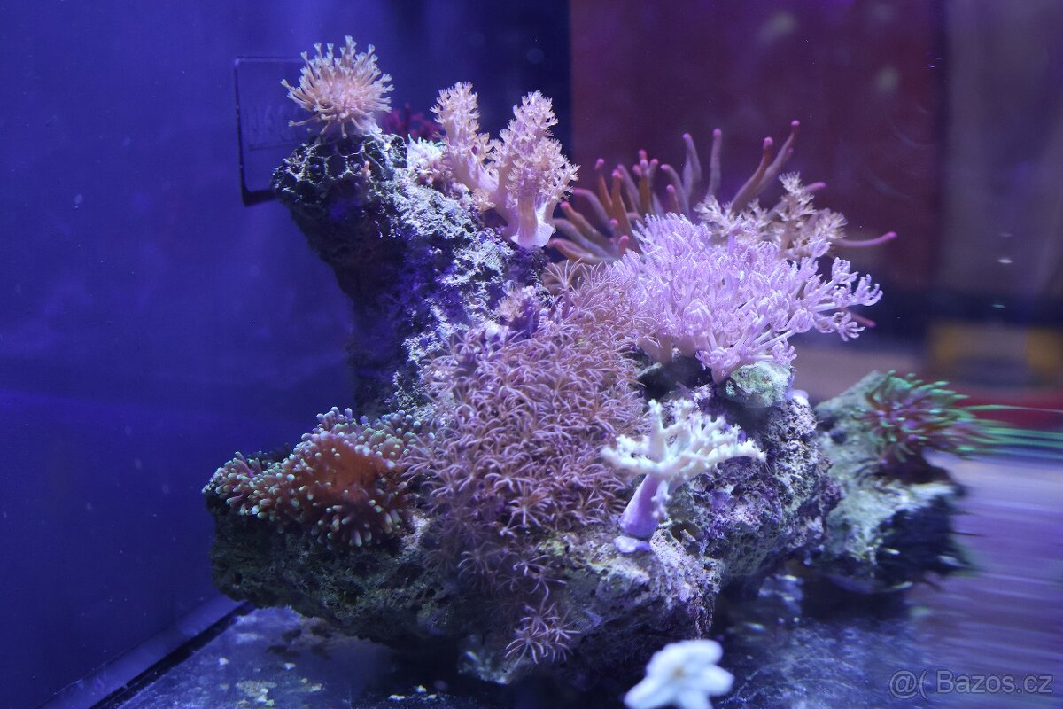 Mořské akvárium - 3