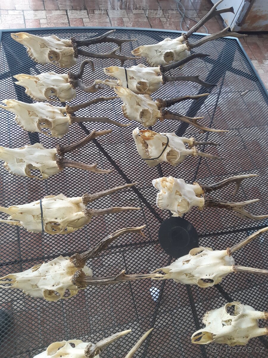 Prodám srnčí paroži - 3