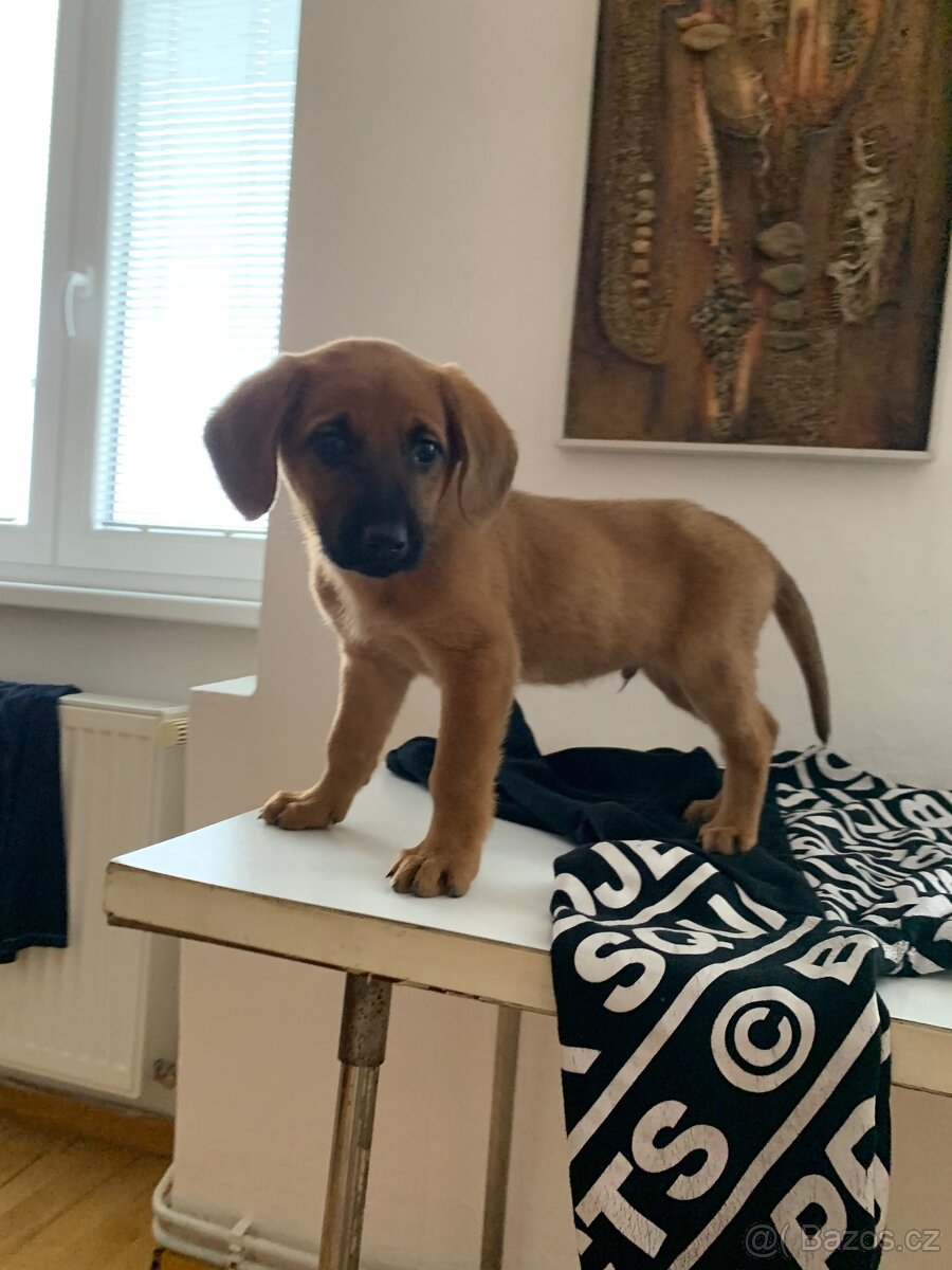 Jezevčík X Špic - 3