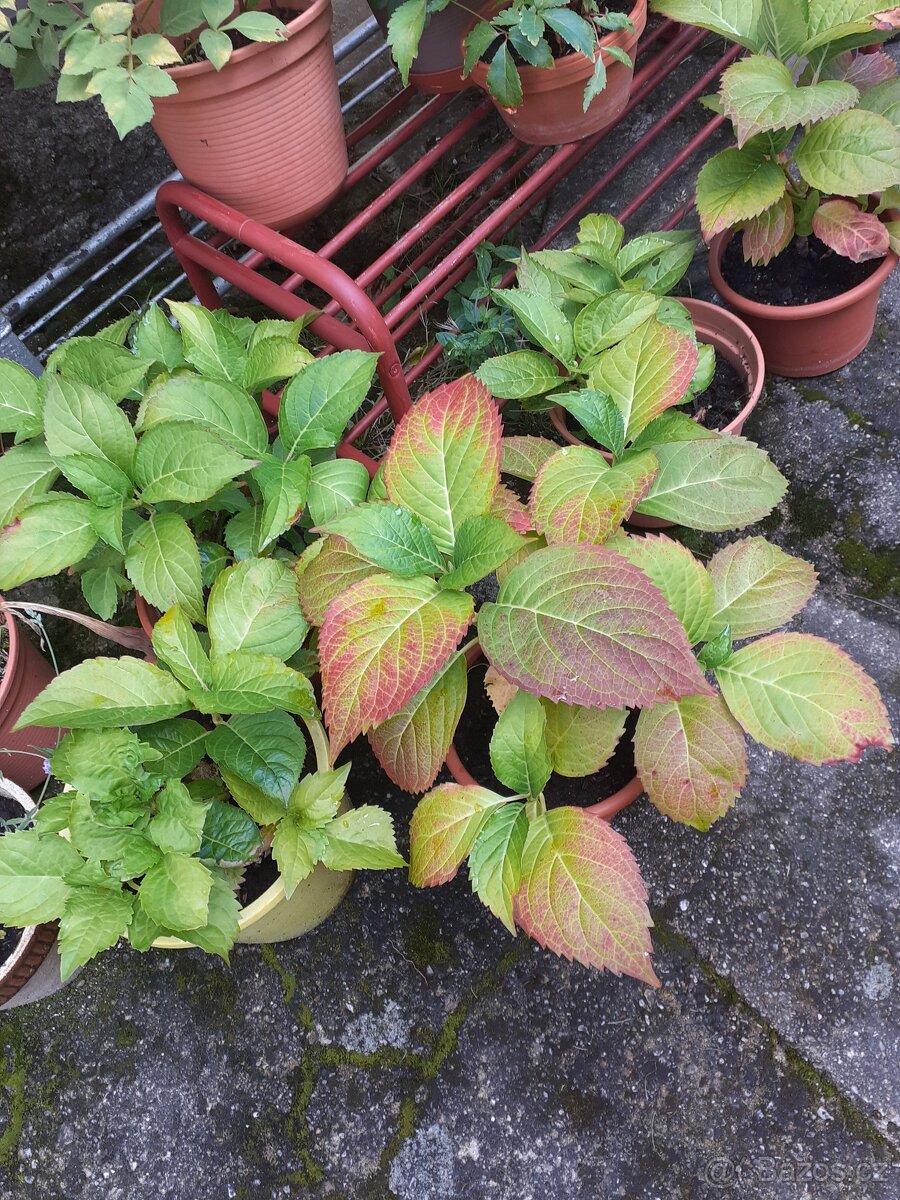 zahradní rostliny - 3